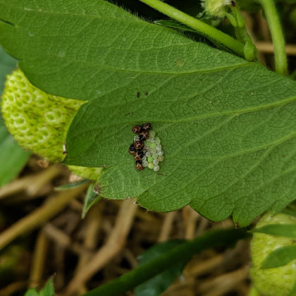 Groene schildwants