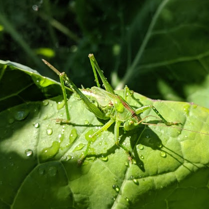 Grote groene sabelsprinkhaan