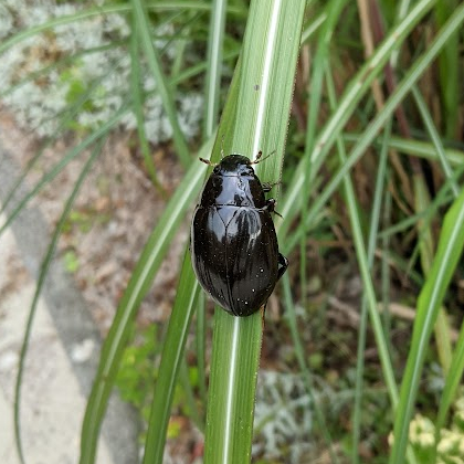 Grote spinnende watertor