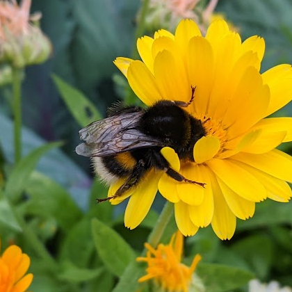 Hommel