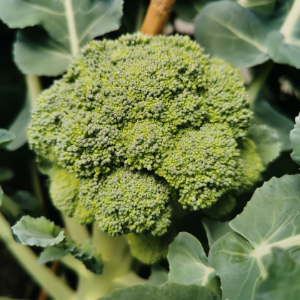 Broccoli