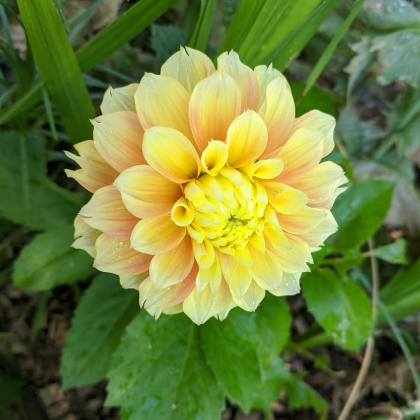 Dahlia