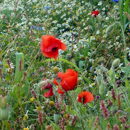 Klaproos (papaver)