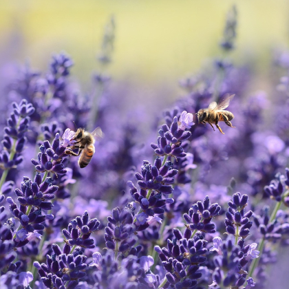 Lavendel