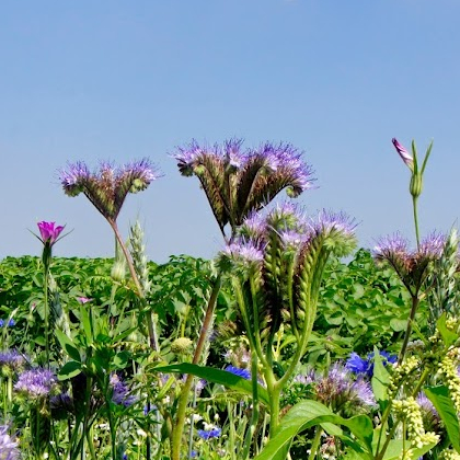 Phacelia