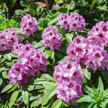 Rhododendron