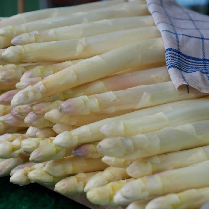 Witte asperge